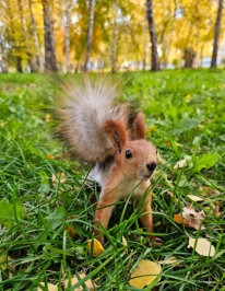 Парк для прогулок